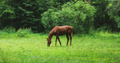 Die Auswirkungen von zu viel Stärke in der Pferdeernährung: Tipps für eine ausgewogene Fütterung