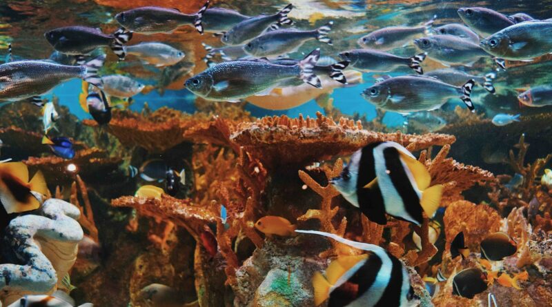 Tipps zur Vermeidung von Überpopulation im Aquarium: So halten Sie Ihre Unterwasserwelt im Gleichgewicht