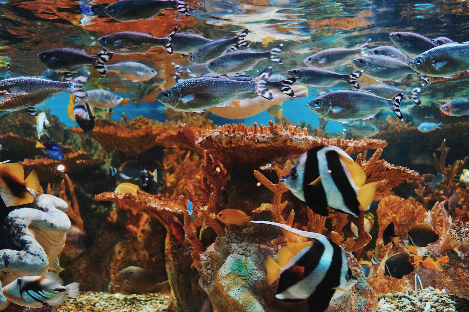 Tipps zur Vermeidung von Überpopulation im Aquarium: So halten Sie Ihre Unterwasserwelt im Gleichgewicht