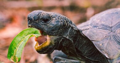 Schildkröten und ihre erstaunliche Regenerationsfähigkeit: Naturwunder der Tierwelt