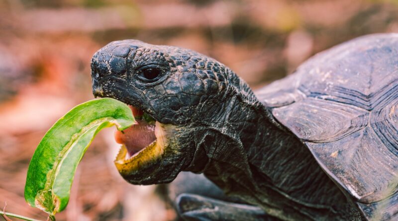 Schildkröten und ihre erstaunliche Regenerationsfähigkeit: Naturwunder der Tierwelt