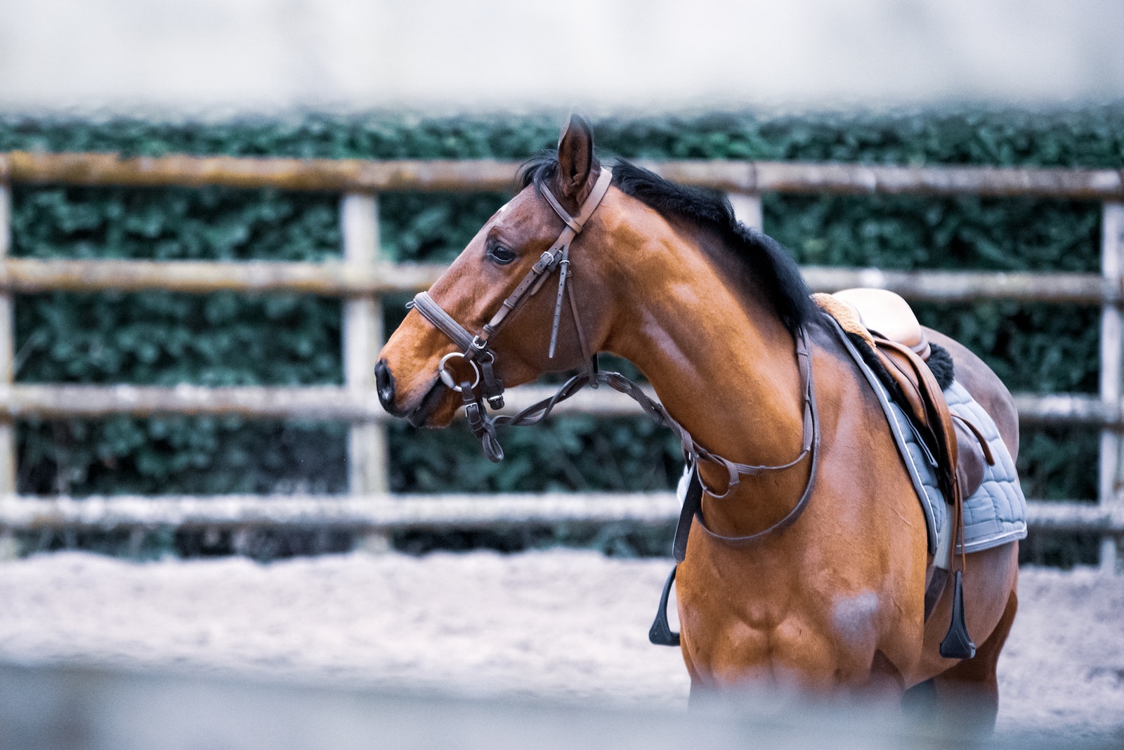 Tipps zur Pflege und Reinigung von Pferdeausrüstung