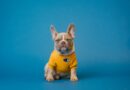 brown french bulldog wearing yellow shirt