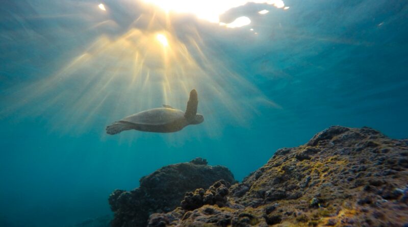 Schildkröten als Helden der Natur: Ihre Bedeutung im Naturschutz