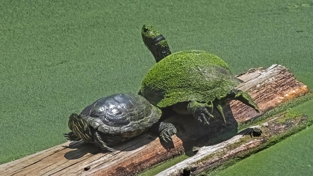 Schildkröte die sich im Wasser tarnt