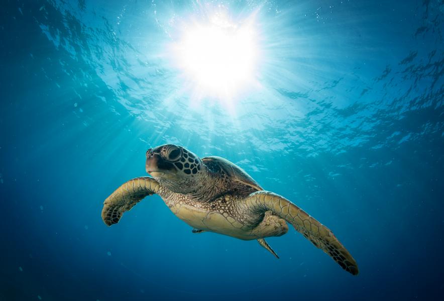 Schildkröte im tiefen Ozean