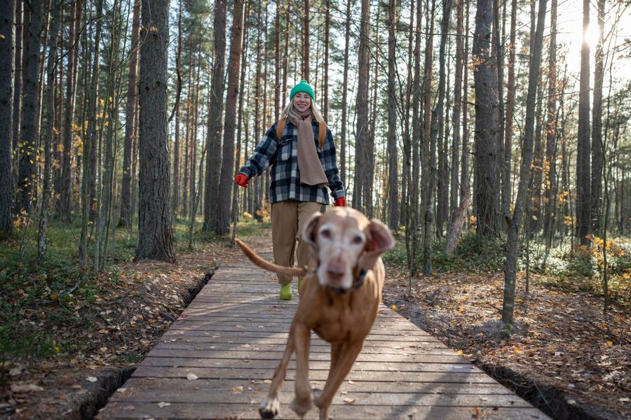 Ausgelassener Hund im Wald