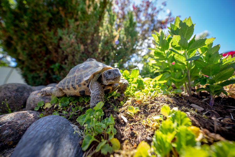 Schildkröte auf der suche nach Nahrung