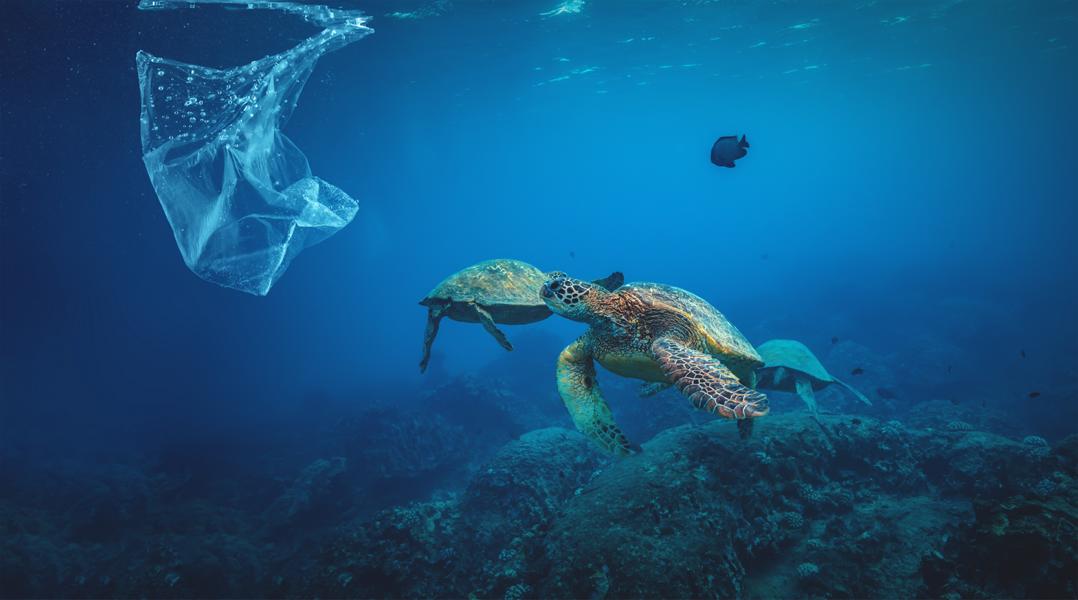 Schildkröte im dreckigen Meer am schwimmen