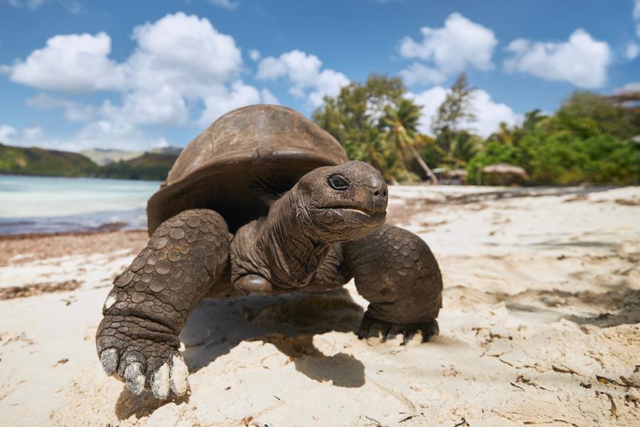 Schildkröte am Strand in richtung Wasser