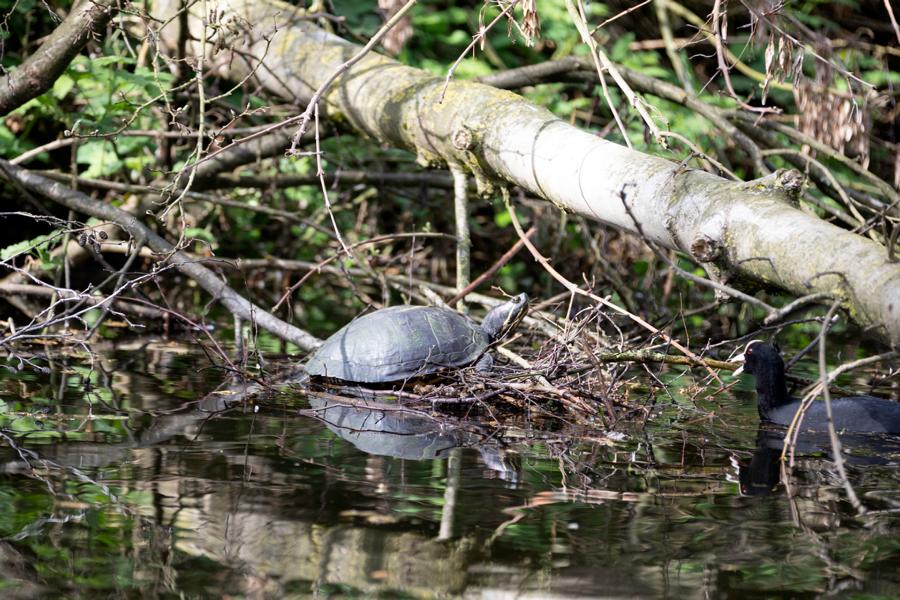 Schildkröte getarnt im Wasser unter einem Ast