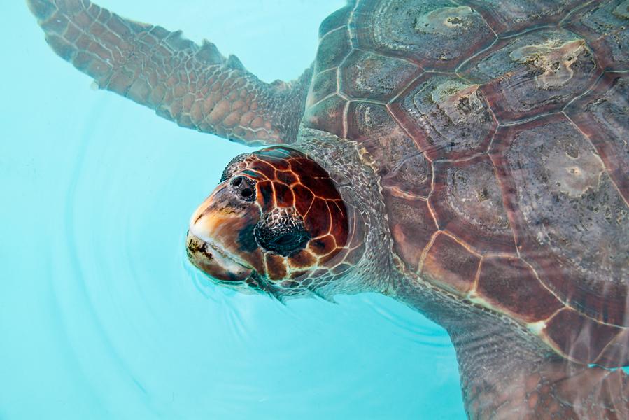 Schildkröte mit heilender Kraft