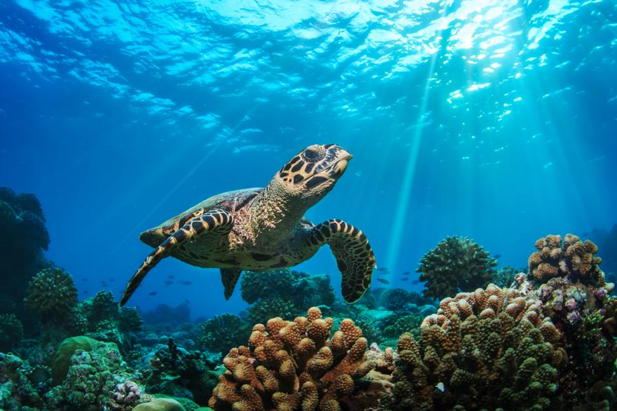Schildkröte im Meer über einem Korallenriff