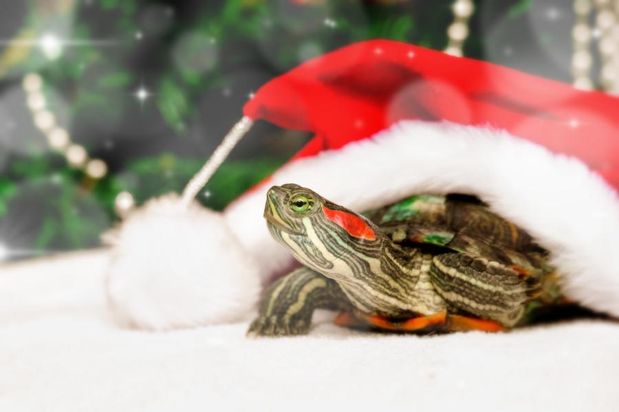 Schildkröte über Winter unter einer Mütze