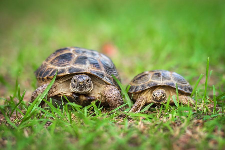 Schildkröten die zusammen laufen