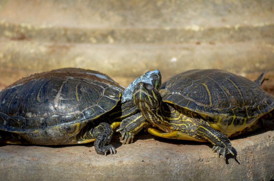 Schildkröten am kommunizieren