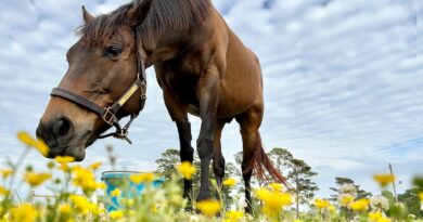 Die Auswirkungen von zu viel Zucker in der Pferdeernährung: Eine umfassende Analyse