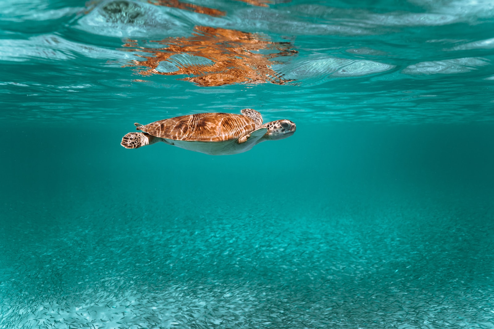 Wasserschildkrötenarten Bilder: Eine Reise in die Welt der Schildkröten!