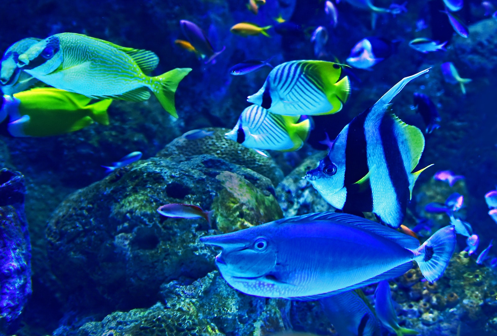 Die Bedeutung von Verstecken im Aquarium: Informationen und Tipps