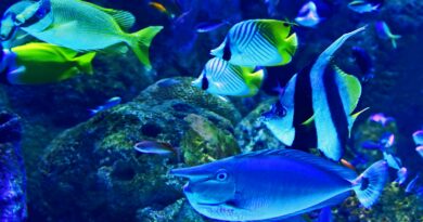Die besten Fische für das Riffaquarium: Eine umfassende Auswahl für Ihr Unterwasserparadies
