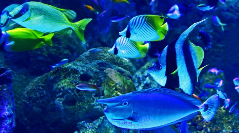 Die besten Fische für das Riffaquarium: Eine umfassende Auswahl für Ihr Unterwasserparadies
