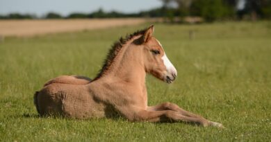 Die Wichtigkeit von Ruhephasen für die Leistung von Pferden