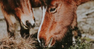 Die besten Methoden zur Vorbeugung von Wurmbefall bei Pferden