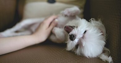 Katzenmassage: Entspannung und Bindungsförderung für unsere pelzigen Freunde