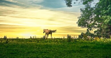 Die Auswirkungen von schlechter Haltung auf die Gesundheit von Pferden: Eine umfassende Analyse