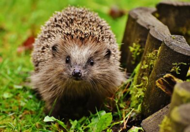 hedgehog on green moss during daytime