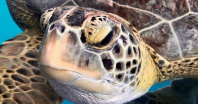 Schildkröten: Die sanften Riesen der Meere