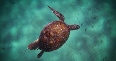 Eine visuelle Reise in die erstaunlichen Farben der Schildkröten