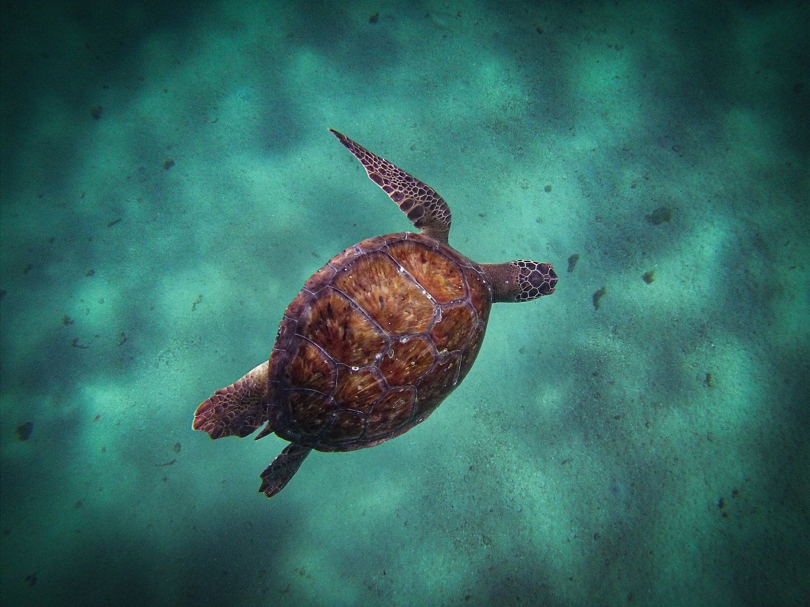 Wasserschildkrötenarten Bilder: Eine Reise in die Welt der Schildkröten!