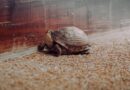 Schildkröten im Winterschlaf: Die erstaunliche Überlebensstrategie