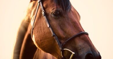 Die verschiedenen Arten von Pferdehaltung und ihre Vor- und Nachteile