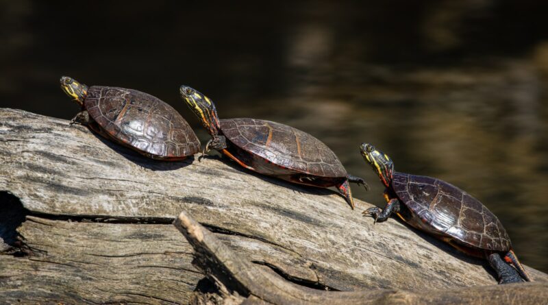 Die erstaunliche Kommunikation der Schildkröten untereinander