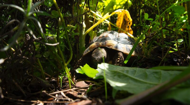 Schildkröten: Meister des Versteckens und Tarnens