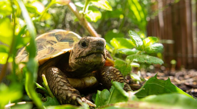 Schildkröten und ihre erstaunliche Heilkraft: Einblick in ihre faszinierenden Fähigkeiten