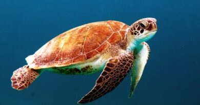 brown turtle swimming underwater