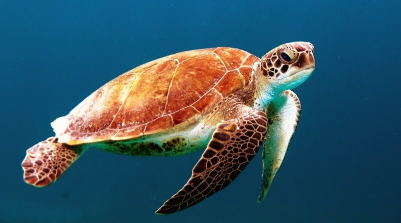 brown turtle swimming underwater