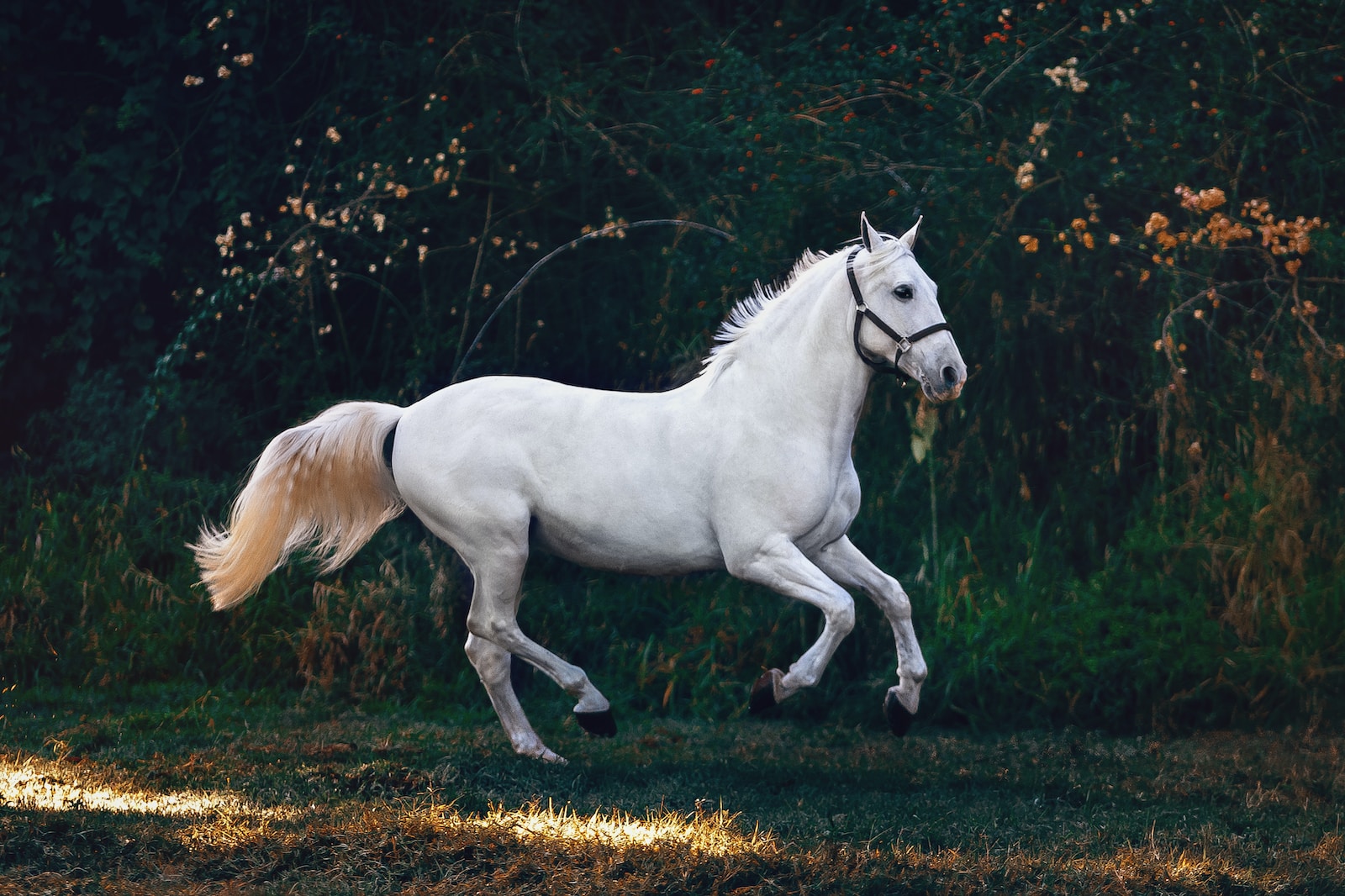 Wie man Pferde zur Entspannung bringt: Tipps und Tricks für eine harmonische Verbindung