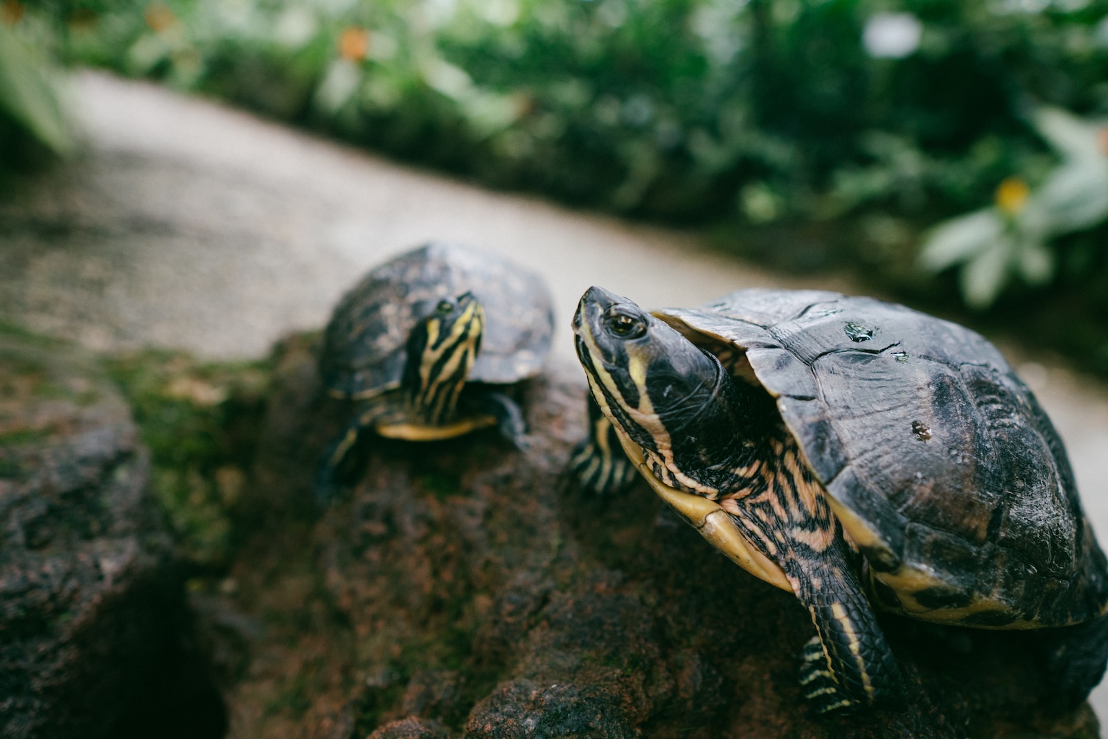 Schildkröten und ihre faszinierende Kommunikation: Eine entdeckungsreiche Reise