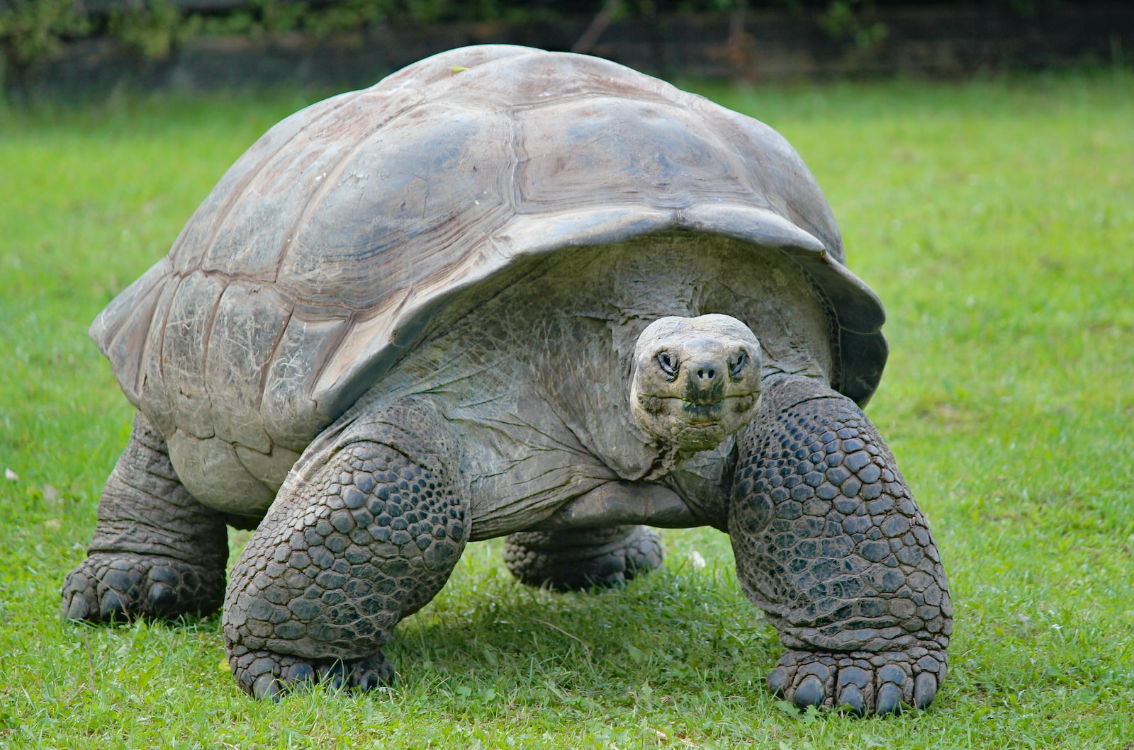 Schildkröten in der Geschichte: Von Dinosauriern bis zur Gegenwart