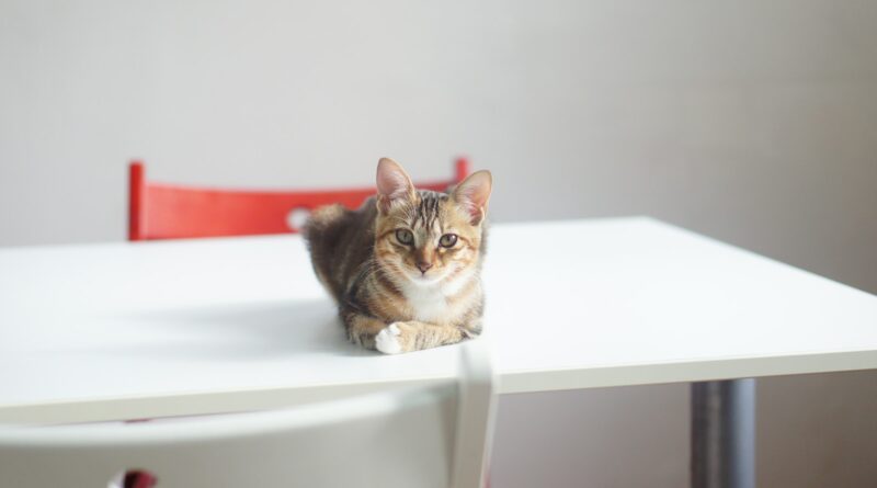 Esstisch-Eskapaden: Tipps, um deine Katze vom Tischspringen abzuhalten