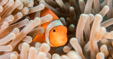Fische für Aquarien mit niedrigem pH-Wert: Eine umfassende Anleitung für die richtige Auswahl