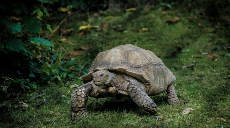 Schildkröten und ihre erstaunliche Anpassung an extreme Lebensräume
