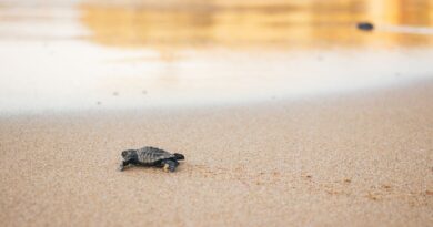 Die Schildkröte als Symbol für Stabilität und Geduld: Bedeutung und Einfluss auf verschiedene Kulturen
