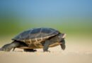 Schildkröten und ihre faszinierende Brutpflege: Ein Einblick in das Wunder der Natur