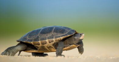 Schildkröten und ihre faszinierende Brutpflege: Ein Einblick in das Wunder der Natur