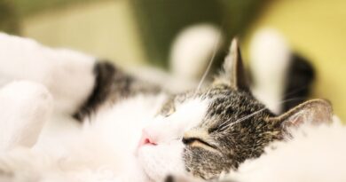 Schlaflose Nächte ade: Tipps gegen nächtliches Miauen deiner Katze